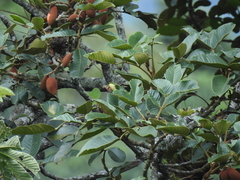 Dussia lehmannii