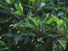Ladenbergia macrocarpa