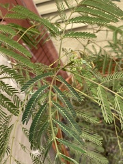 Albizia julibrissin