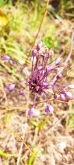 Allium carinatum