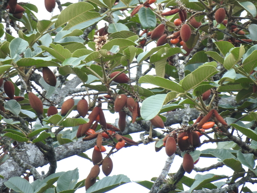 Dussia lehmannii
