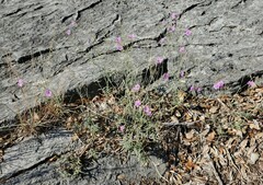 Boerhavia linearifolia