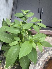 Phytolacca americana