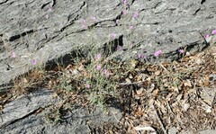 Boerhavia linearifolia