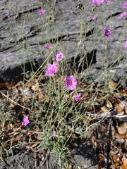 Boerhavia linearifolia