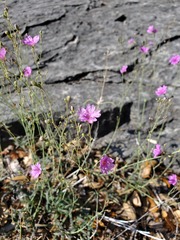 Boerhavia linearifolia