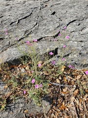 Boerhavia linearifolia
