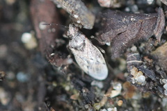 Nysius huttoni