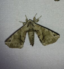 Apatelodes pudefacta