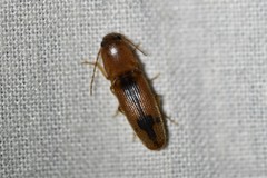 Conoderus vespertinus