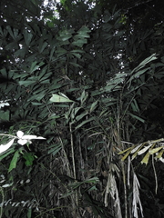 Aiphanes simplex