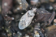 Nysius huttoni
