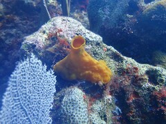 Siphonodictyon coralliphagum