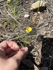 Gompholobium pinnatum