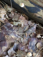 Marasmius pulcherripes