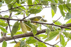Euphonia saturata
