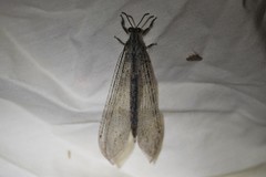 Vella fallax texana