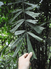 Aiphanes simplex