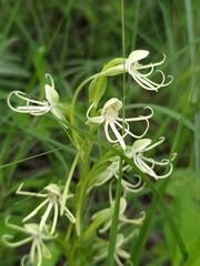 Habenaria macroceratitis