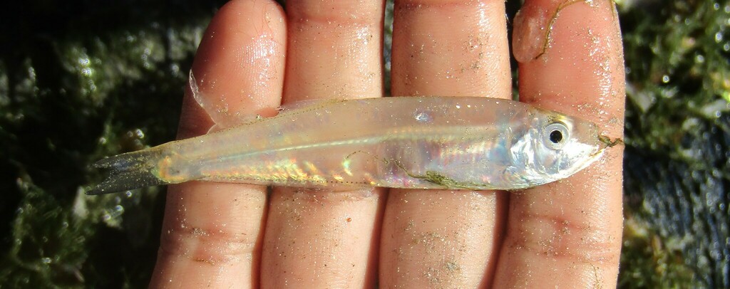 Dogtooth Herring