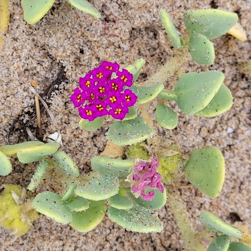 red sand-verbena