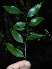 Phyllonoma ruscifolia