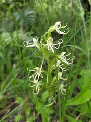 Habenaria macroceratitis