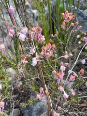 Erica excavata