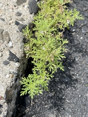 Leucospora multifida