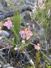 Erica excavata