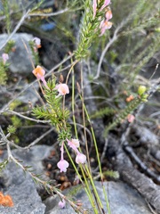Erica excavata