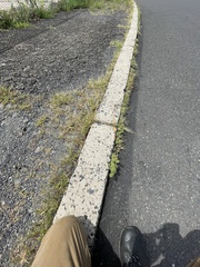 Leucospora multifida