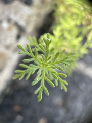 Leucospora multifida