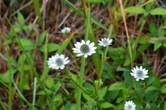 Eryngium scaposum