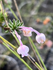 Erica excavata