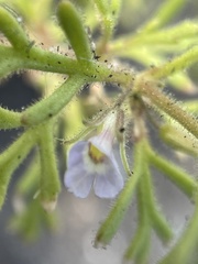 Leucospora multifida