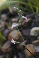 Disa obliqua