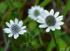 Eryngium scaposum