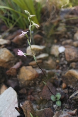 Disa obliqua
