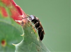 Passaloecus cuspidatus