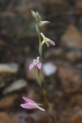 Disa obliqua