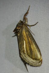 Gerrodes minatea