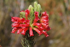 Erica viscaria