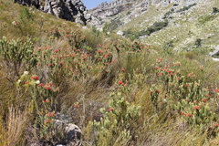 Erica viscaria
