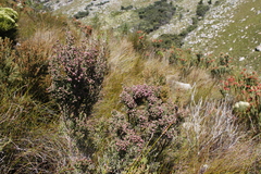 Erica lucida
