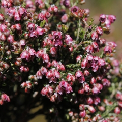 Erica lucida