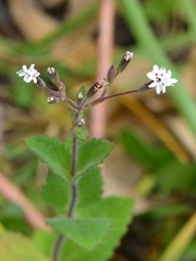 Stevia elatior