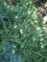 Eleutherococcus sieboldianus