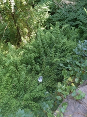 Eleutherococcus sieboldianus