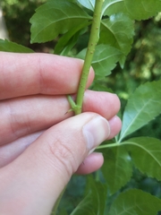 Eleutherococcus sieboldianus